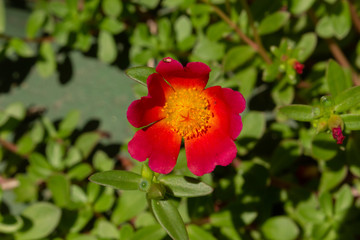 red flower in the garden