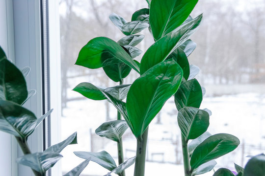 Money Tree said to bring green plant