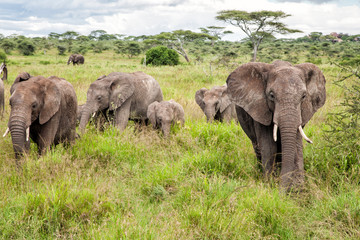 Naklejka na ściany i meble Elephant family on the plains, with green grass in the rainy season, of the Serengeti National Park in Tanzania