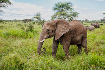 Elephant on the plains, with green grass in the rainy season, of the Serengeti National Park in Tanzania