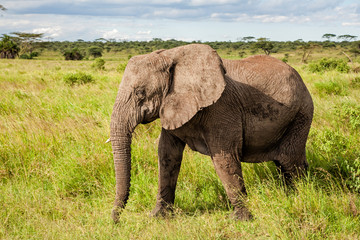 Fototapeta na wymiar Elephant on the plains, with green grass in the rainy season, of the Serengeti National Park in Tanzania