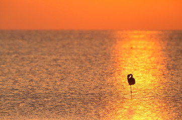 Greater Flamingo at sunrise, Bahrain 