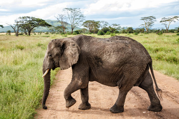 Fototapeta premium Elephant on the plains, with green grass in the rainy season, of the Serengeti National Park in Tanzania