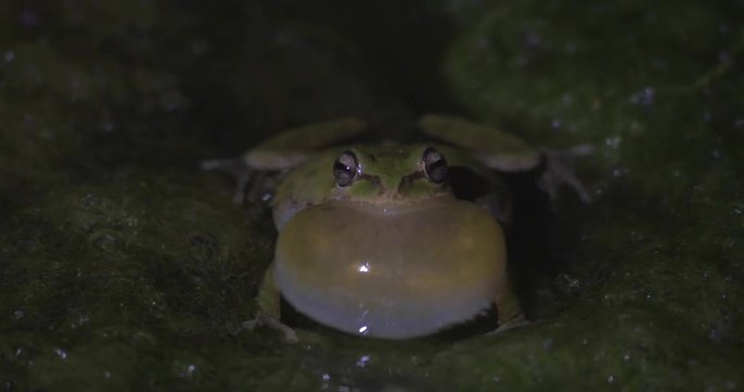 Close-Up: Frog Ribbiting Alone in The Dark in San Simeon, California
