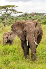 Naklejka na ściany i meble Elephant on the plains, with green grass in the rainy season, of the Serengeti National Park in Tanzania