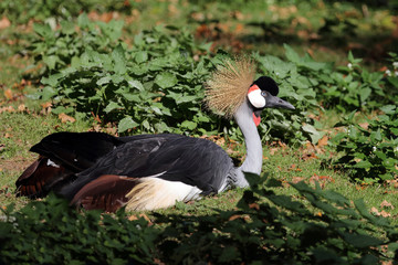 Kronenkranich / Black crowned crane / Balearica pavonina