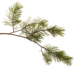 part of the pine branch. Isolated on white background