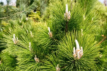 pinus thunbergii (syn: pinus thunbergiana), also called black pine, japanese black pine, and...