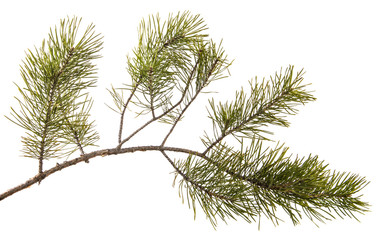 part of the pine branch. Isolated on white background