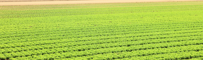 cultivated field of fresh green lettuce with the sandy soil that