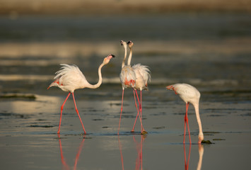 Obraz premium Greater Flamingos friendly fight at Eker creek, Bahrain 