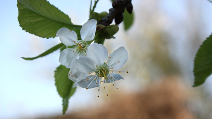 A branch of cherry blossoms with delicate white flowers and young green leaves on a blurred background.