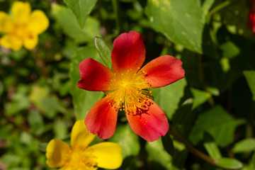 red flower in the garden
