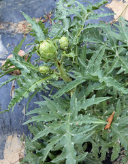 artichokes in the big vegetable garden in the summer