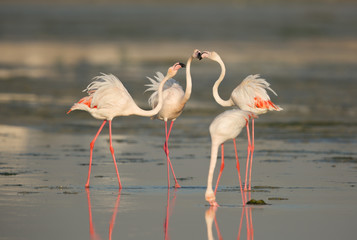 Greater Flamingos friendly fight at Eker creek, Bahrain 