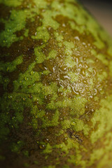 Fresh pears with water drops. Pears harvest. Fruit background. Fresh organic pears on old sacking. Nature concept. Dark mood. Close up.