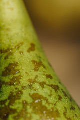 Fresh pears with water drops. Pears harvest. Fruit background. Fresh organic pears on old sacking. Nature concept. Dark mood. Close up.