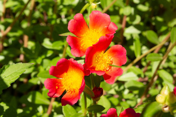 red flowers in the garden