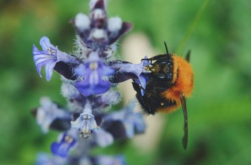 macro di un ape su fiore
