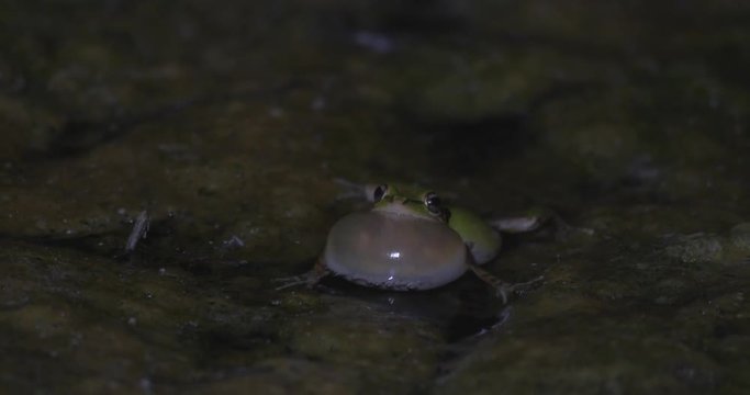 Close-Up: Frog Ribbiting Alone in Dark Muck in San Simeon, California