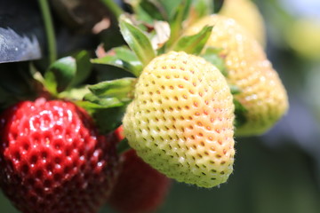 cultivos fresas