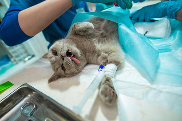 The process of castration of a cat, an animal on an operating table, a doctor and a patient, a...