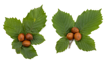 Hazelnuts isolated on white background, top view
