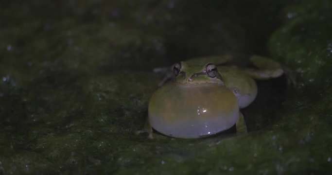 Close-Up: Ribbiting Frog Alone in Dark Muck in San Simeon, California