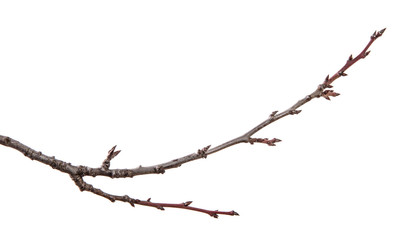 Dry branch of the fruit tree. Isolated on white background