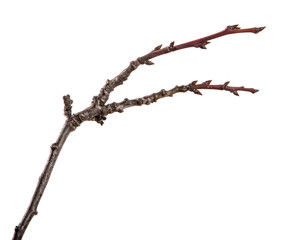 Dry branch of the fruit tree. Isolated on white background