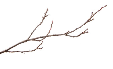Dry branch of the fruit tree. Isolated on white background