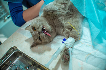 The process of castration of a cat, an animal on an operating table, a doctor and a patient, a...