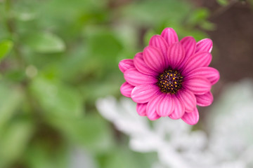 Obraz premium Focsued flower