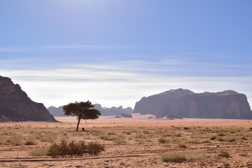 Naklejka premium Desert landscape traveling rose sand
