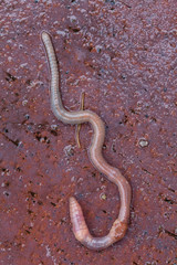 Gemeiner Regenwurm 2