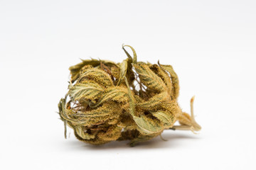 Close up of and recreational medical CBD plant marijuana flower bud isolated on white background.