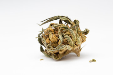 Close up of and recreational medical CBD plant marijuana flower bud isolated on white background.