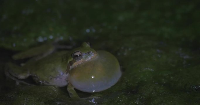 Close-Up: Ribbiting Frog Sitting in Muck at Night in San Simeon, California