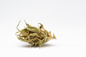 Close up of and recreational medical CBD plant marijuana flower bud isolated on white background.