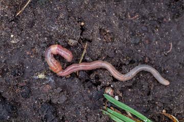 Gemeiner Regenwurm