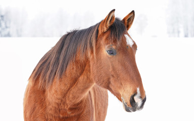 Brown horse standing in snow covered field, blurred trees background, detail on head.