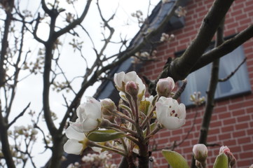 Kirschblüten,cherry blossom