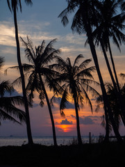 Obraz premium Silhouette of palm trees at sunset and multicolored clouds. Koh Phangan Thailand