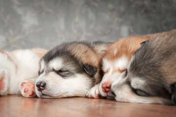 Group of furry puppies cute sleeping