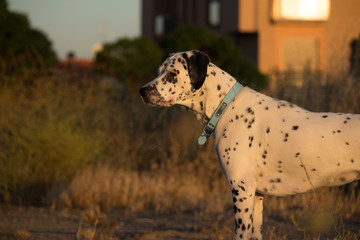 dalmatian portrait dog