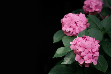 Pink hydrangea flowers with leaves bush on black background.