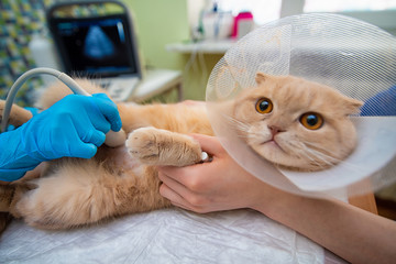 The doctor does an ultrasound examination of the cat's abdomen, an animal on the operating table, a...