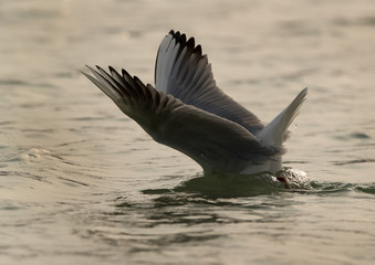 Black-headed gull diving to catch fish, Bahrain 
