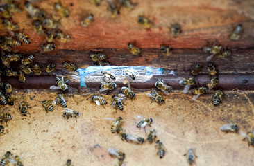A beehive, a view from the inside. The bee-hut. Honey bee. Entrance to the hive.
