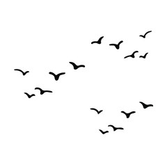 Birds